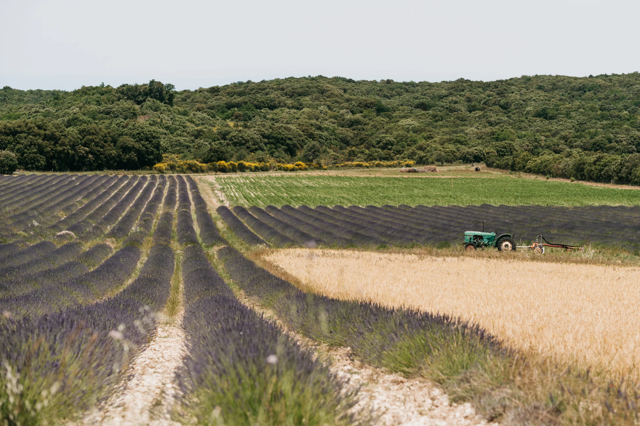 Lavender fields