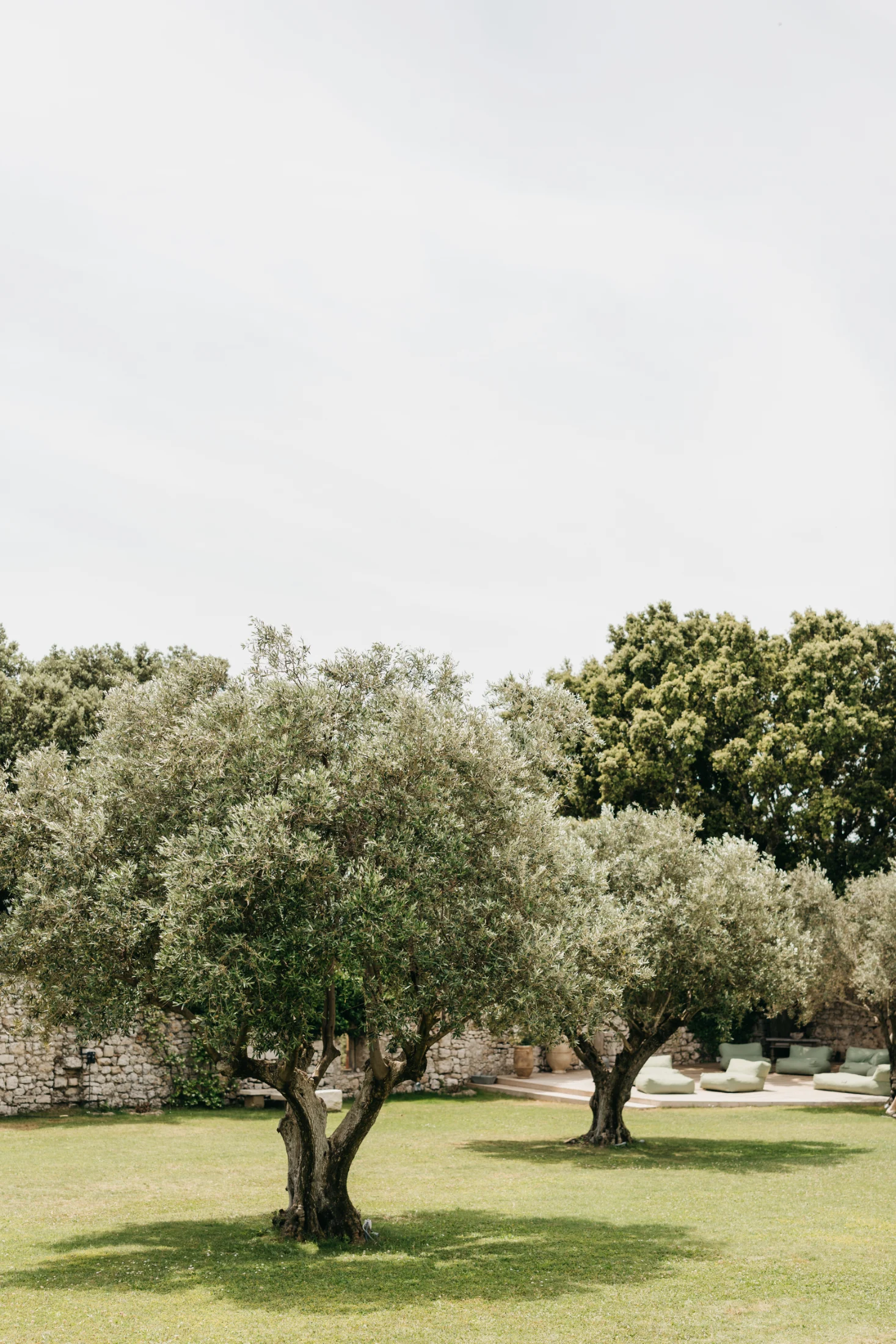 Olive groves
