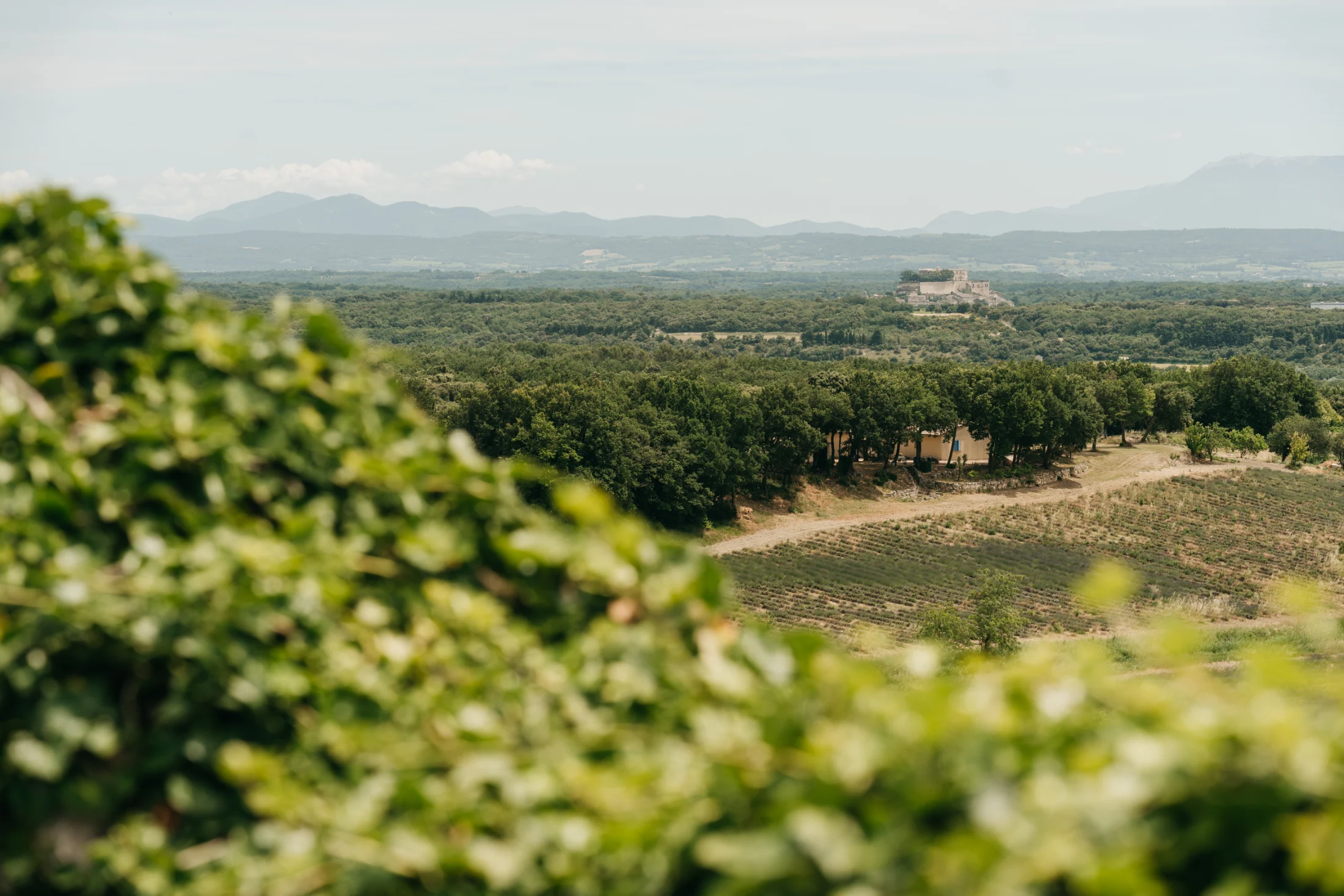 The view from the estate