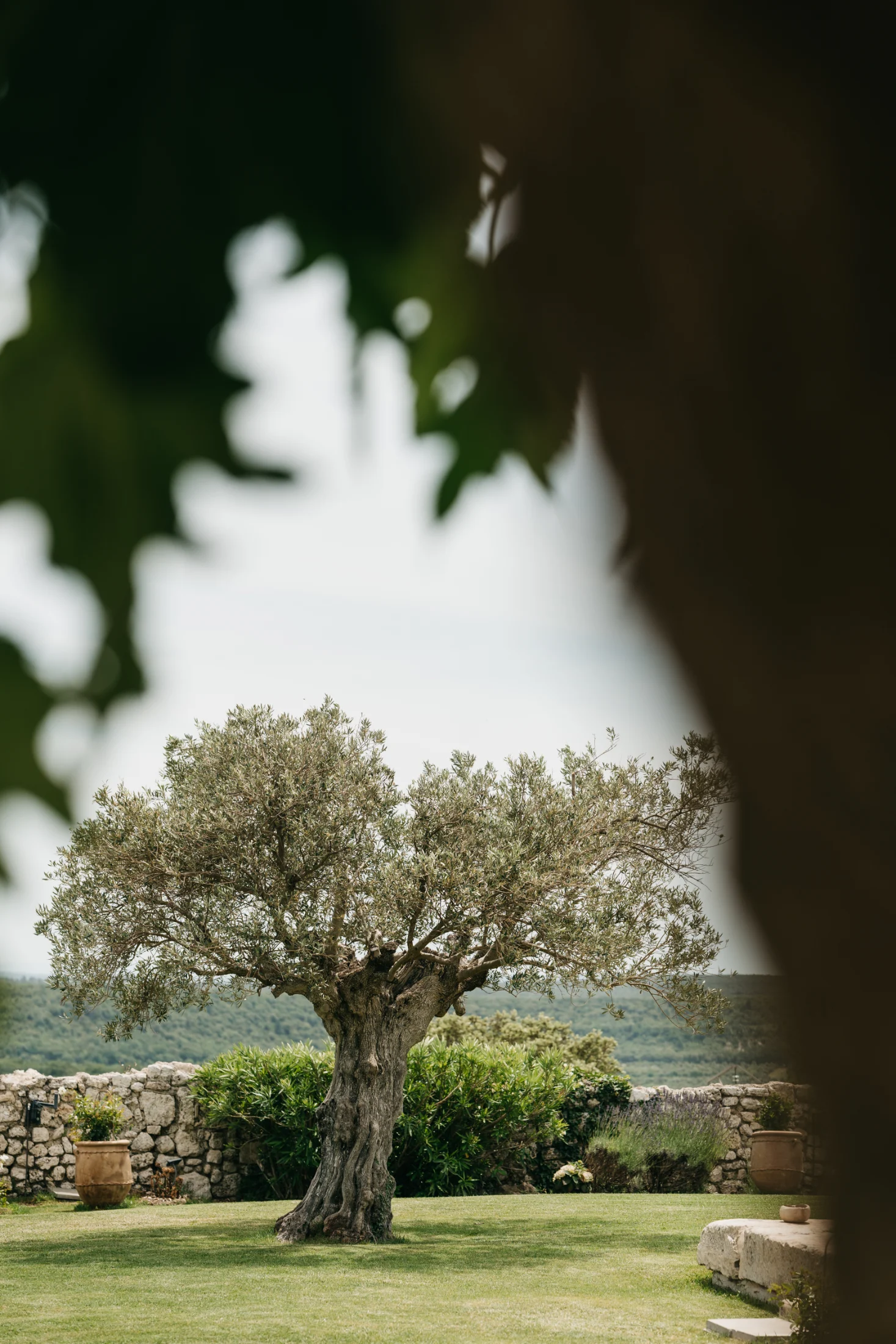 Olive trees by the pool